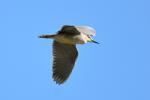 Héron bihoreau, Bihoreau gris Nycticorax nycticorax (Linnaeus, 1758)