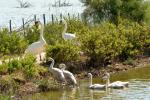 Cygne tuberculé Cygnus olor (Gmelin, 1803)