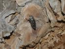 Bupreste à neuf tâches Buprestis novemmaculata Linnaeus, 1767