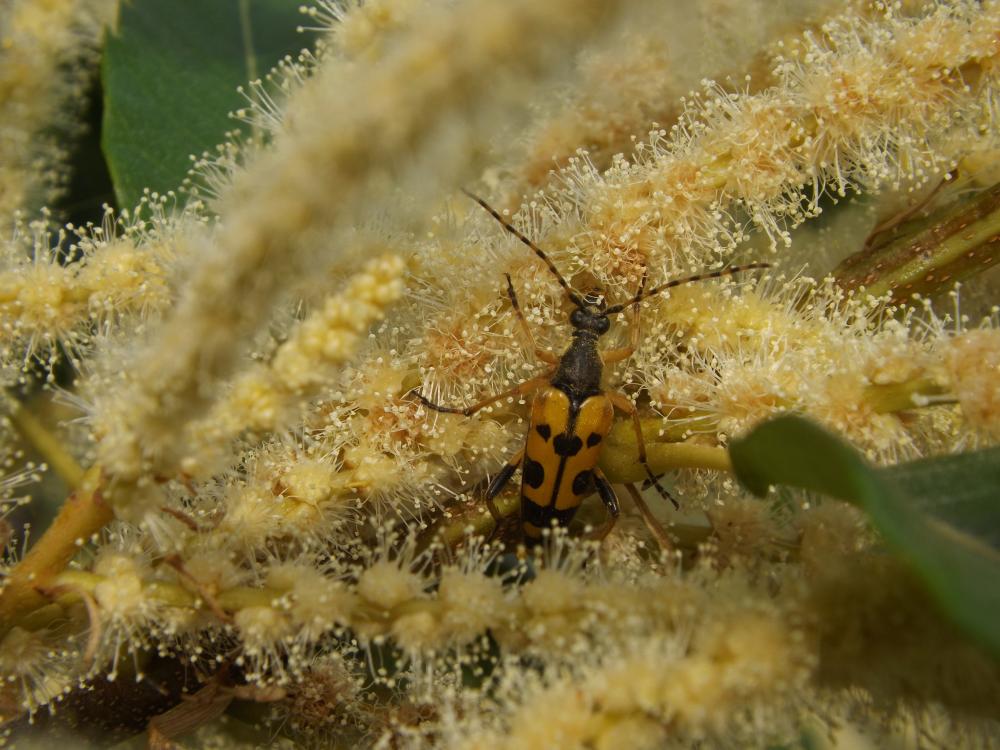 Lepture tacheté (Le) Rutpela maculata (Poda, 1761)