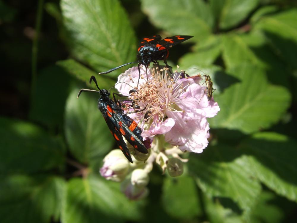 Zygène de la Coronille variée (La), Zygène de la C Zygaena ephialtes (Linnaeus, 1767)