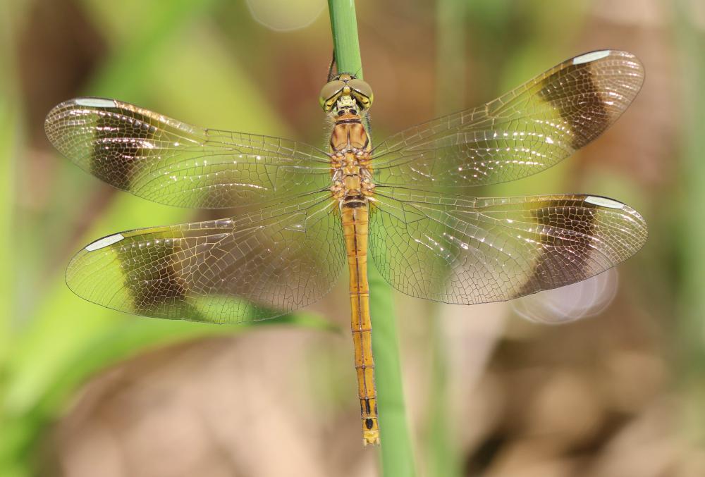 Sympétrum du Piémont (Le) Sympetrum pedemontanum (O.F. Müller in Allioni, 1766)