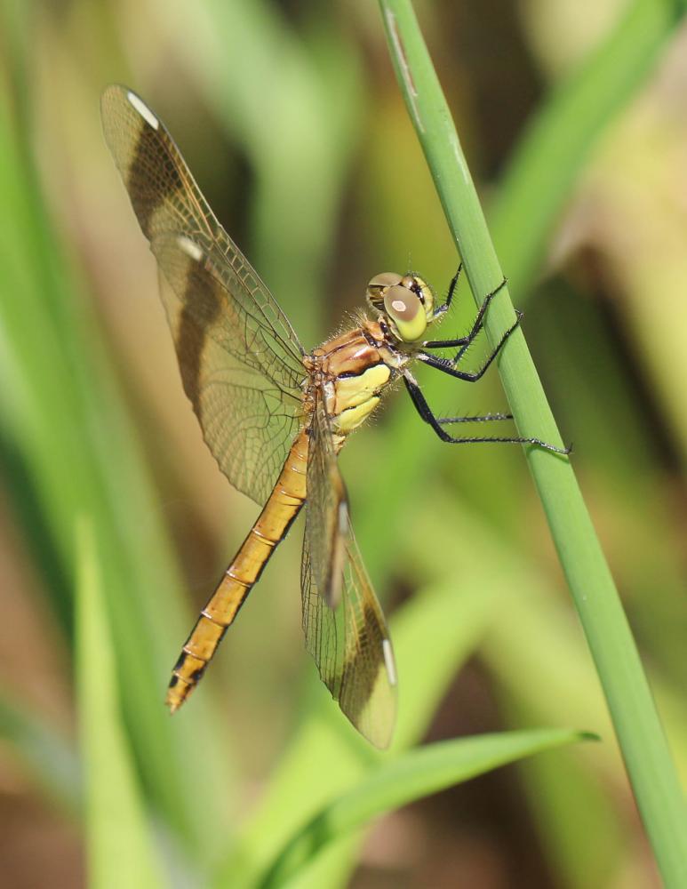 Sympétrum du Piémont (Le) Sympetrum pedemontanum (O.F. Müller in Allioni, 1766)