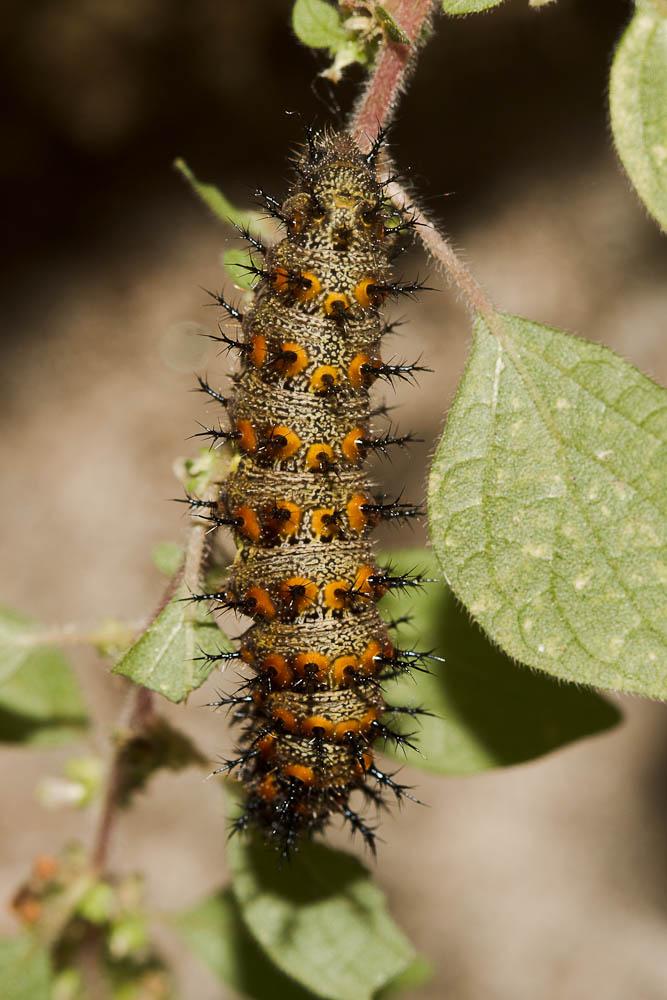 Vulcain (Le), Amiral (L'), Vanesse Vulcain (La), C Vanessa atalanta (Linnaeus, 1758)