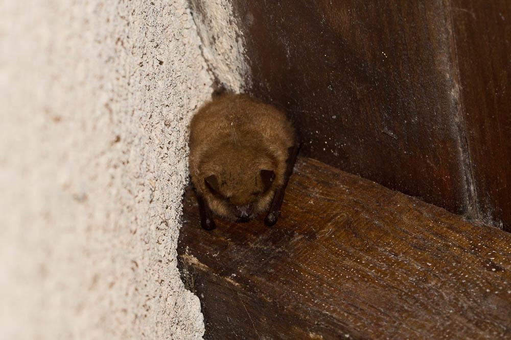 Murin à oreilles échancrées, Vespertilion à oreill Myotis emarginatus (É. Geoffroy Saint-Hilaire, 1806)
