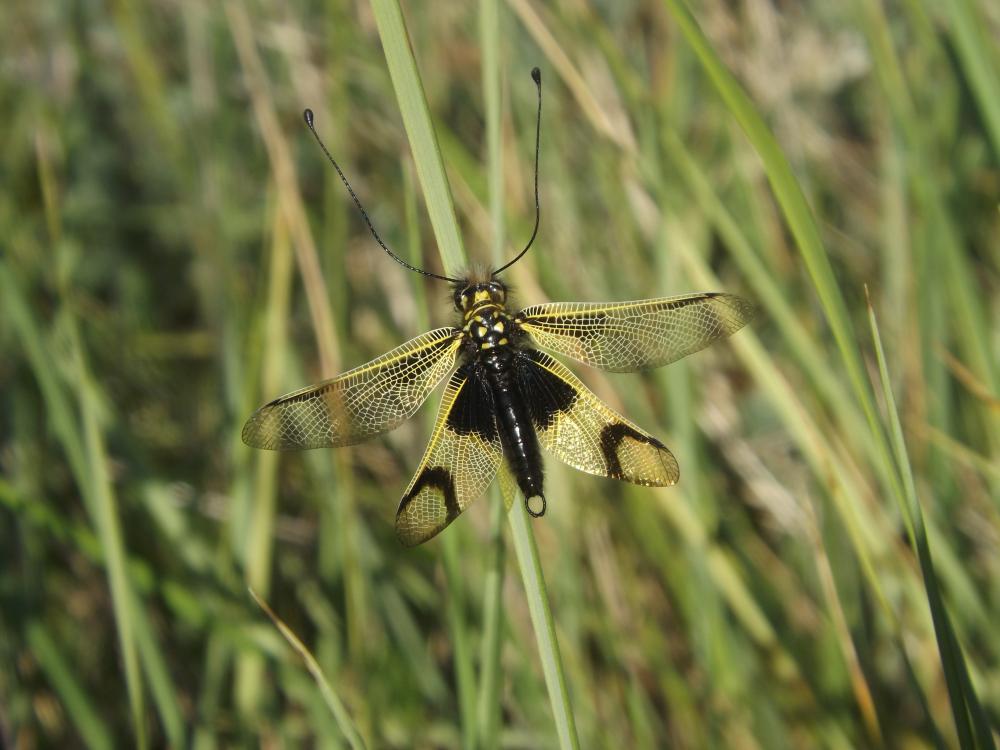 Ascalaphe ambré Libelloides longicornis (Linnaeus, 1764)