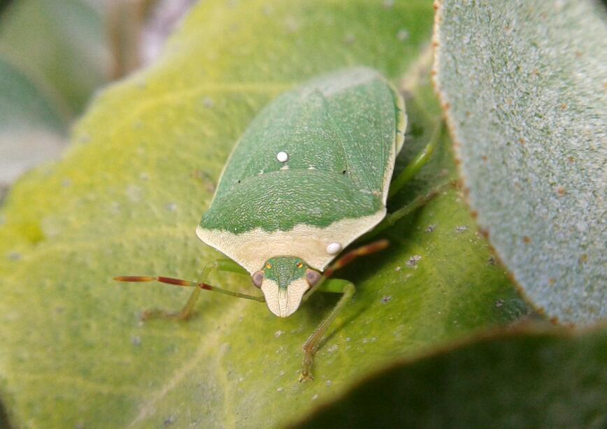 Punaise verte ponctuée Nezara viridula (Linnaeus, 1758)