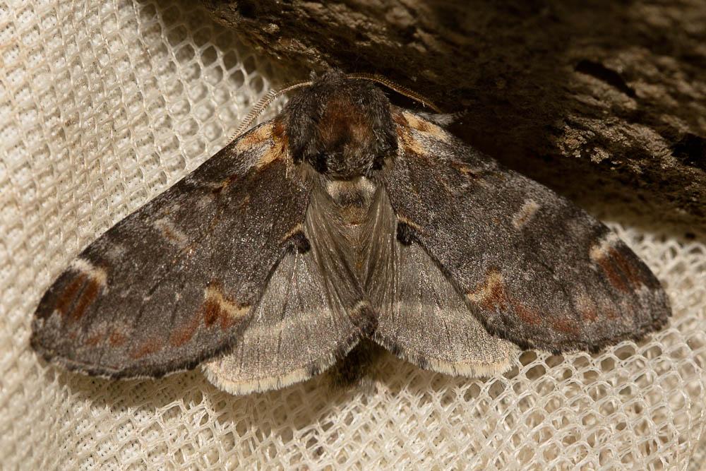 Chameau (Le) Notodonta dromedarius (Linnaeus, 1767)