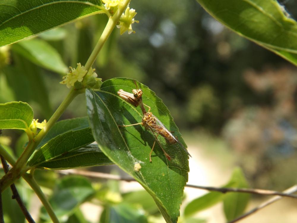 Mantispa styriaca (Poda, 1761)