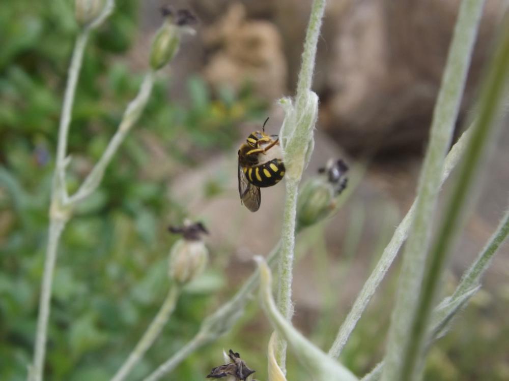 Le  sp. Anthidium Fabricius, 1804 sp.