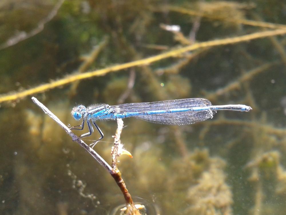 Agrion de Vander Linden, Naïade de Vander Linden Erythromma lindenii (Selys, 1840)