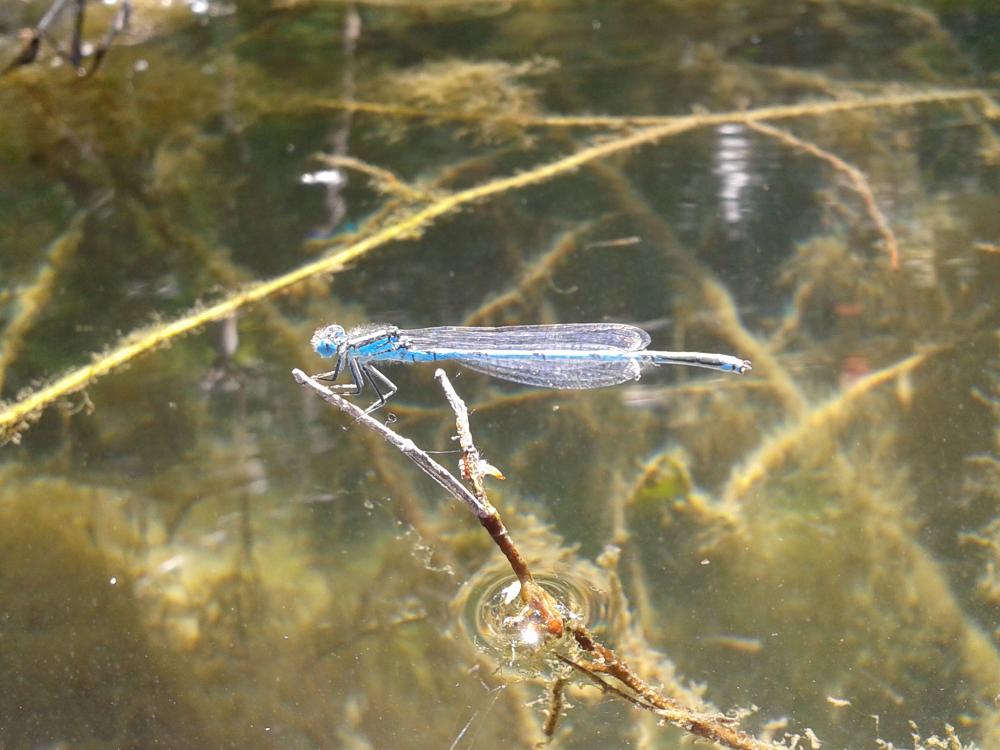 Agrion de Vander Linden, Naïade de Vander Linden Erythromma lindenii (Selys, 1840)