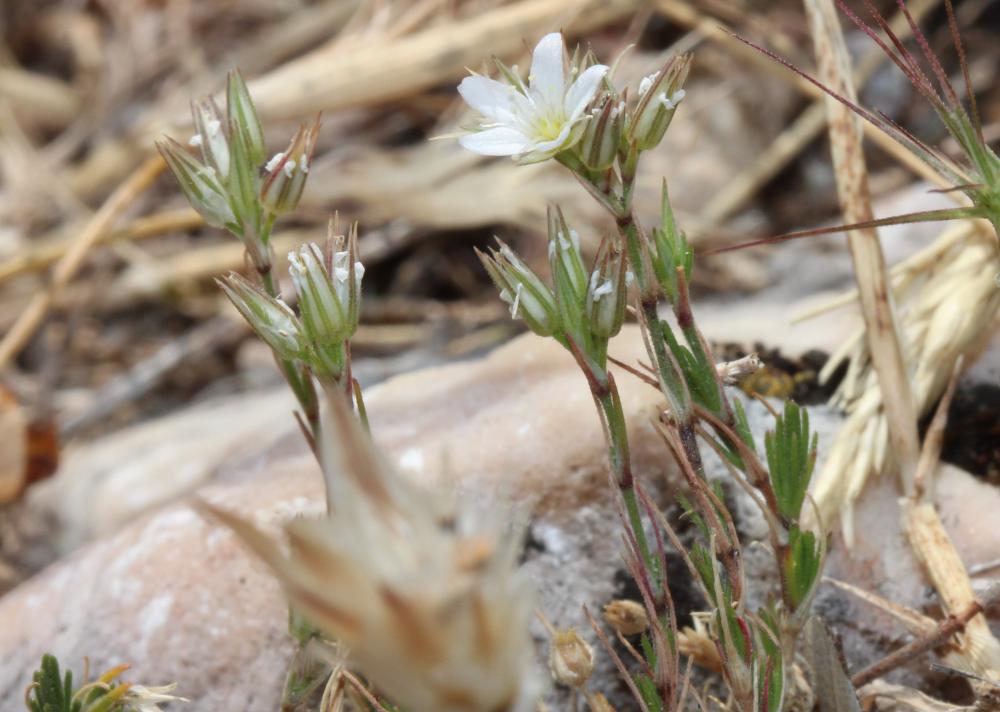 Sabline à fleurs en têtes Arenaria aggregata (L.) Loisel., 1827