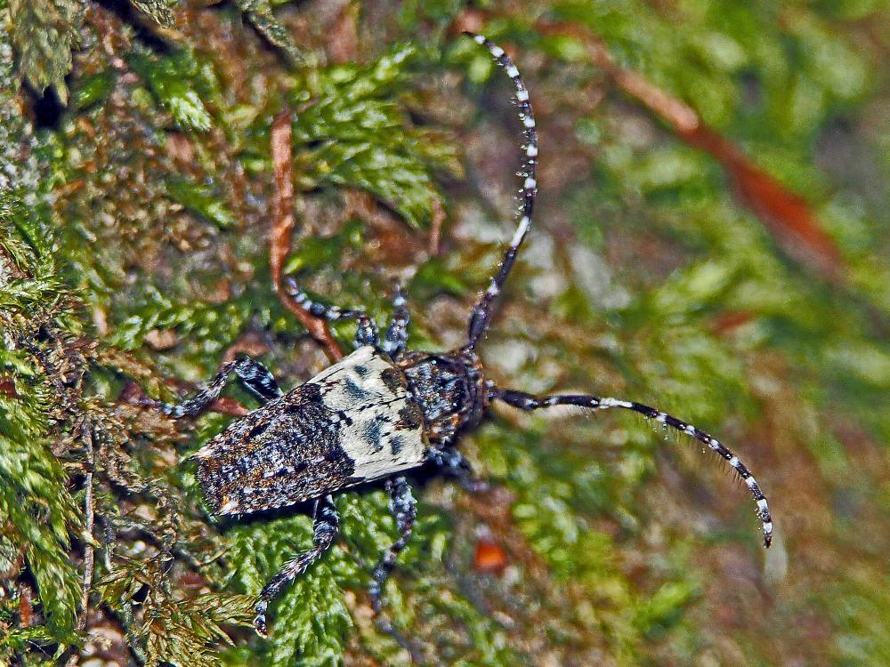Pogonocherus hispidulus (Piller & Mitterpacher, 1783)