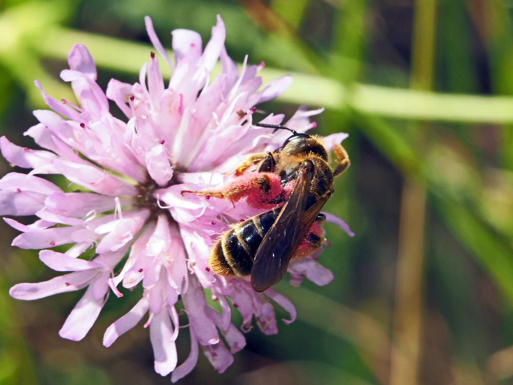 Andrène de la scabieuse Andrena hattorfiana (Fabricius, 1775)