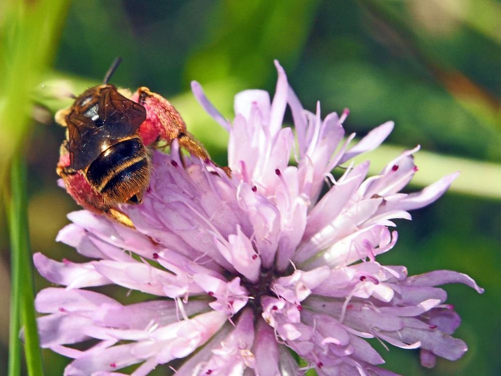 Andrène de la scabieuse Andrena hattorfiana (Fabricius, 1775)