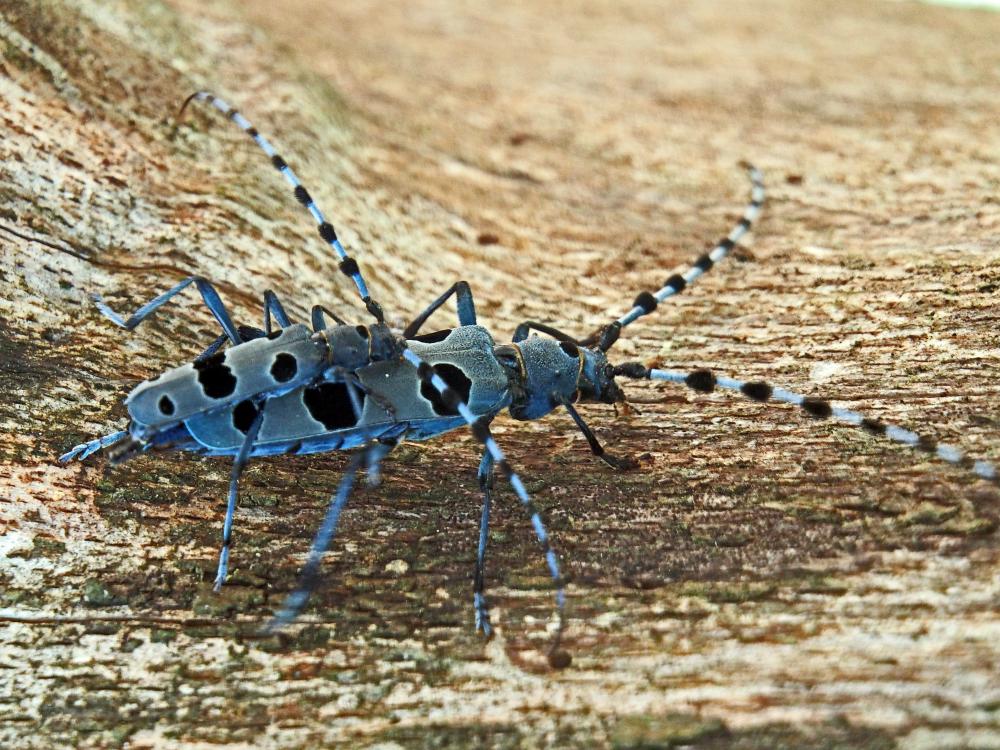 Rosalie des Alpes Rosalia alpina (Linnaeus, 1758)
