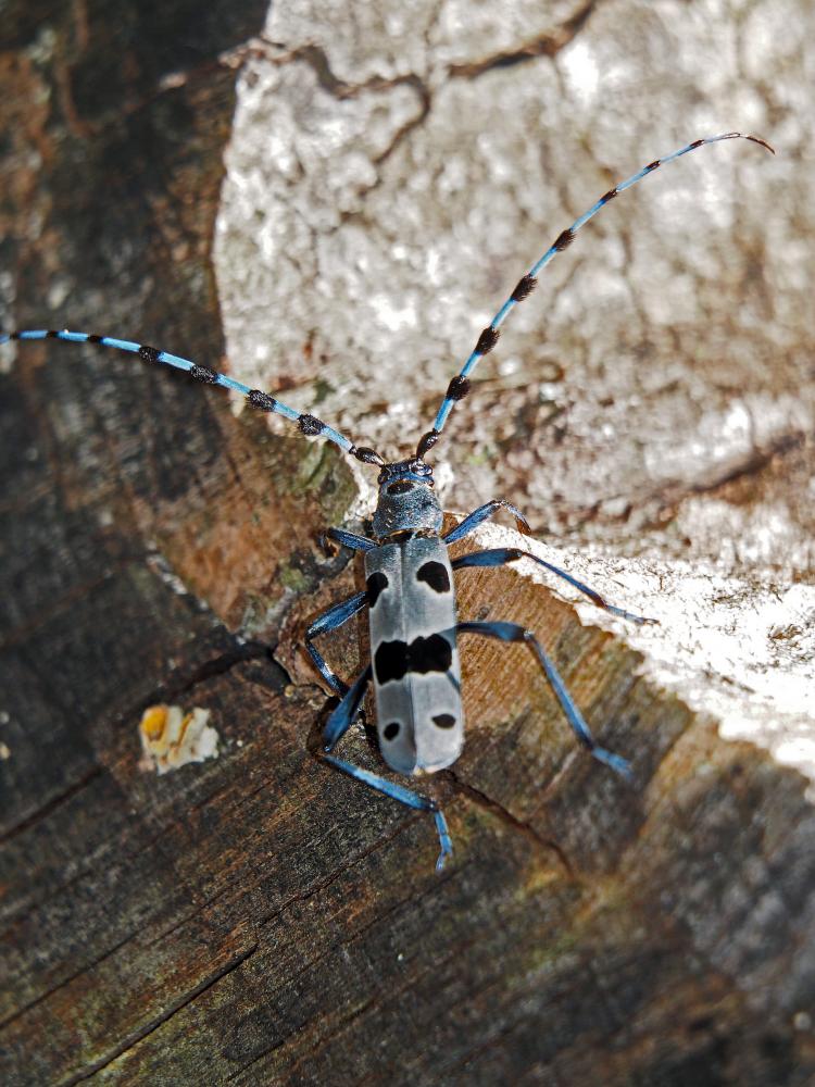 Rosalie des Alpes Rosalia alpina (Linnaeus, 1758)