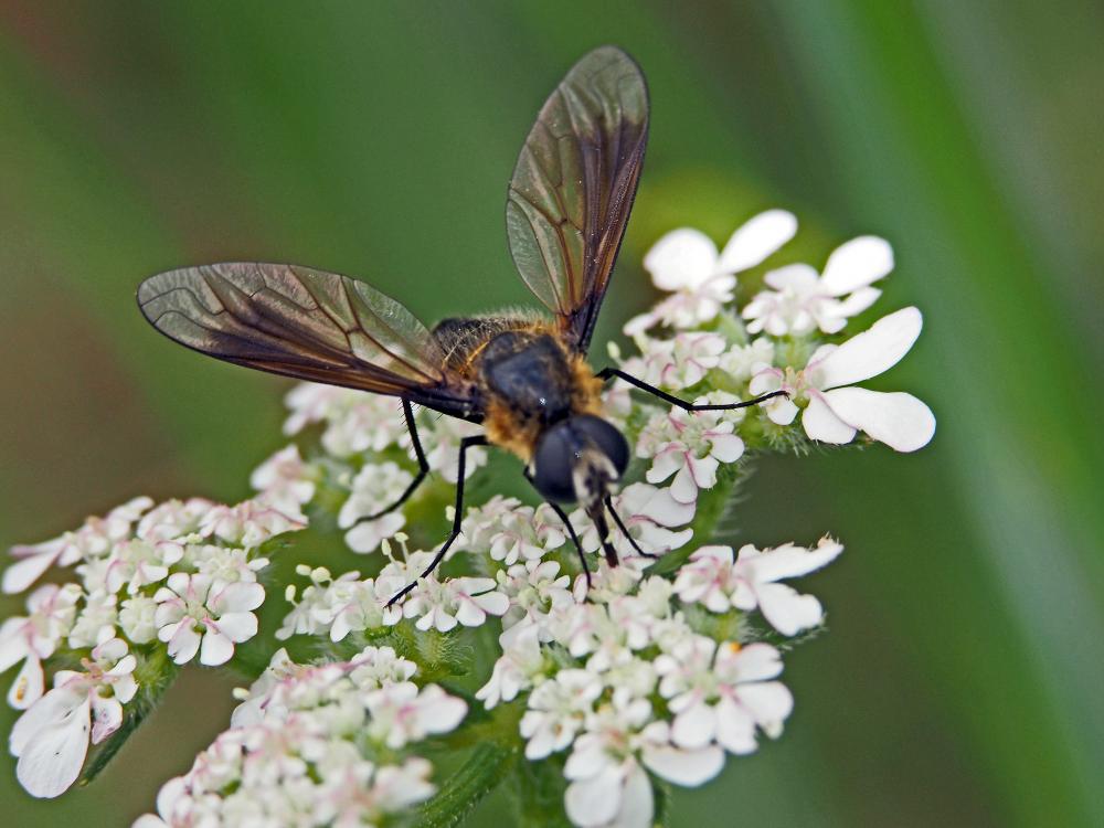  Lomatia belzebul (Fabricius, 1794)