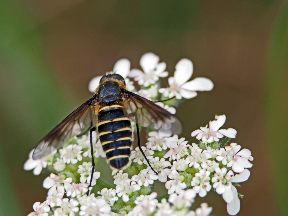  Lomatia belzebul (Fabricius, 1794)
