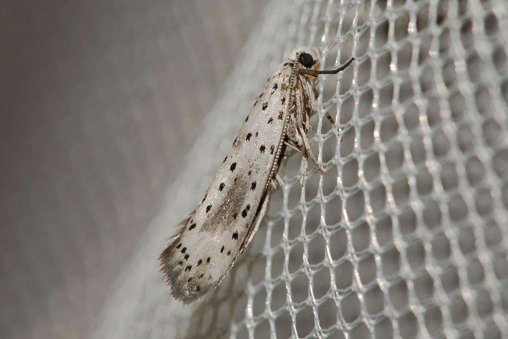 Le  Yponomeuta irrorella (Hübner, 1796)