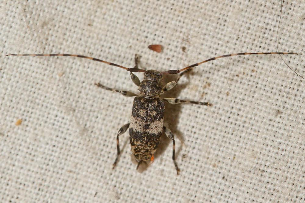  Leiopus linnei Wallin, Nylander & Kvamme, 2009