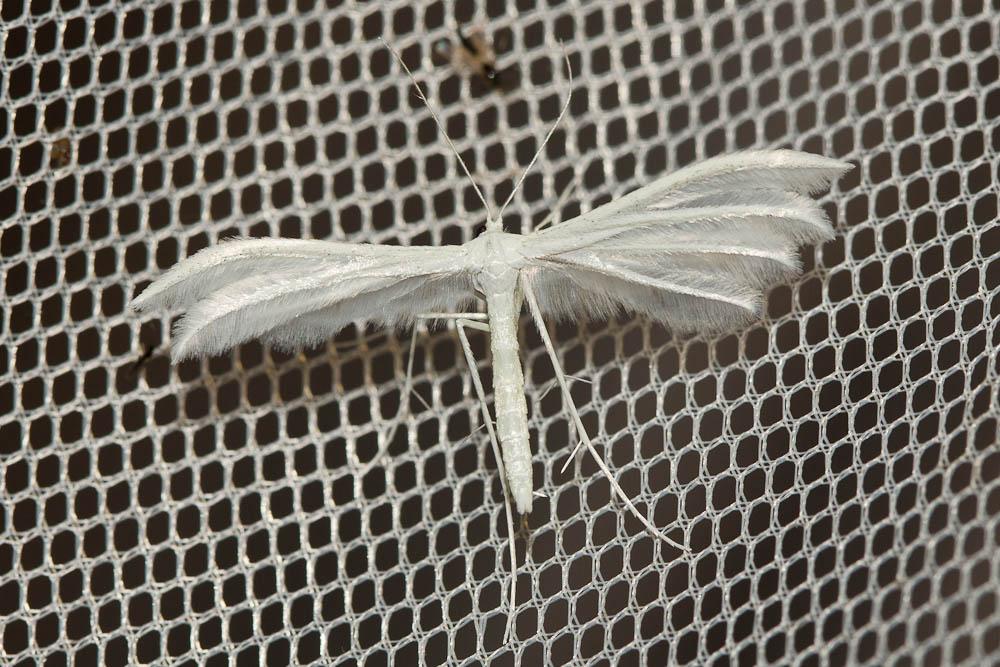  Pterophorus pentadactylus (Linnaeus, 1758)