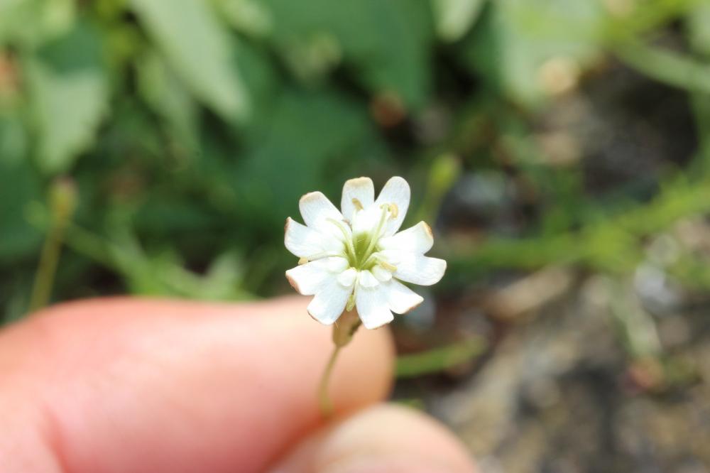 Silène saxifrage Silene saxifraga L., 1753