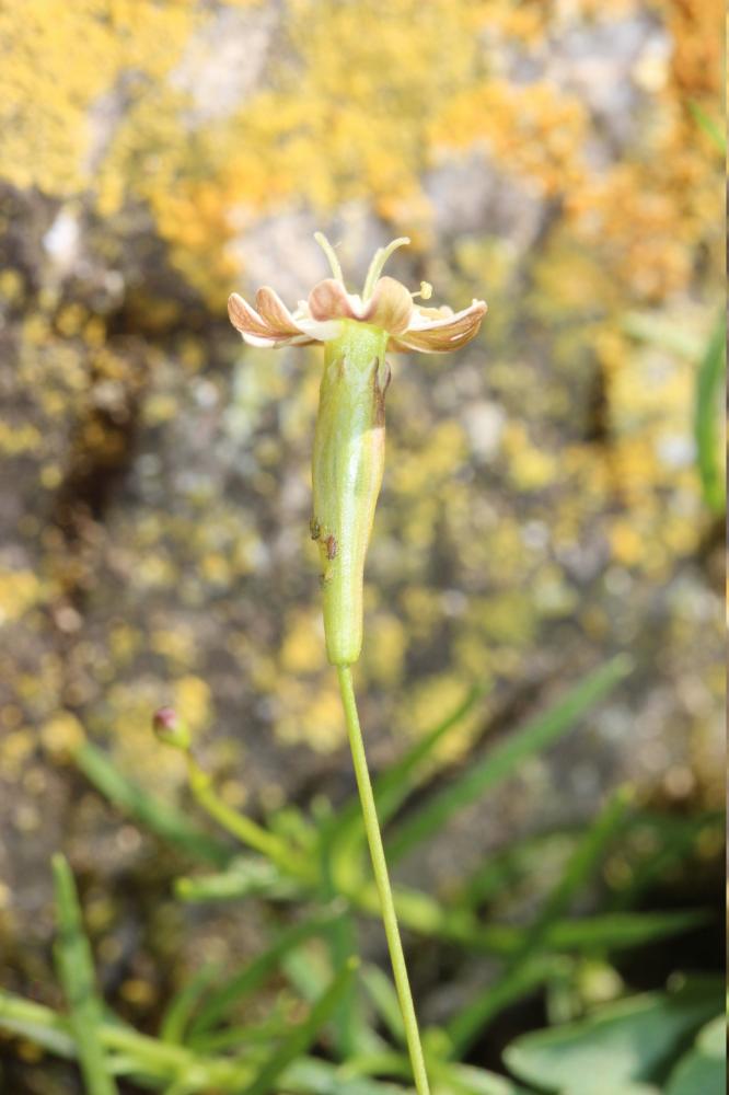Silène saxifrage Silene saxifraga L., 1753