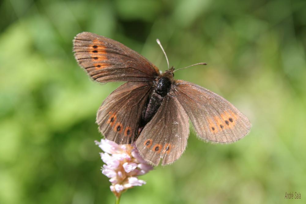 Moiré de la Canche (Le), Moiré alpestre (Le) Erebia epiphron (Knoch, 1783)