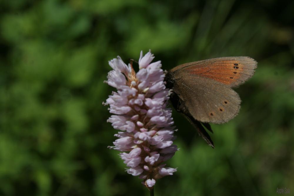 Moiré de la Canche (Le), Moiré alpestre (Le) Erebia epiphron (Knoch, 1783)