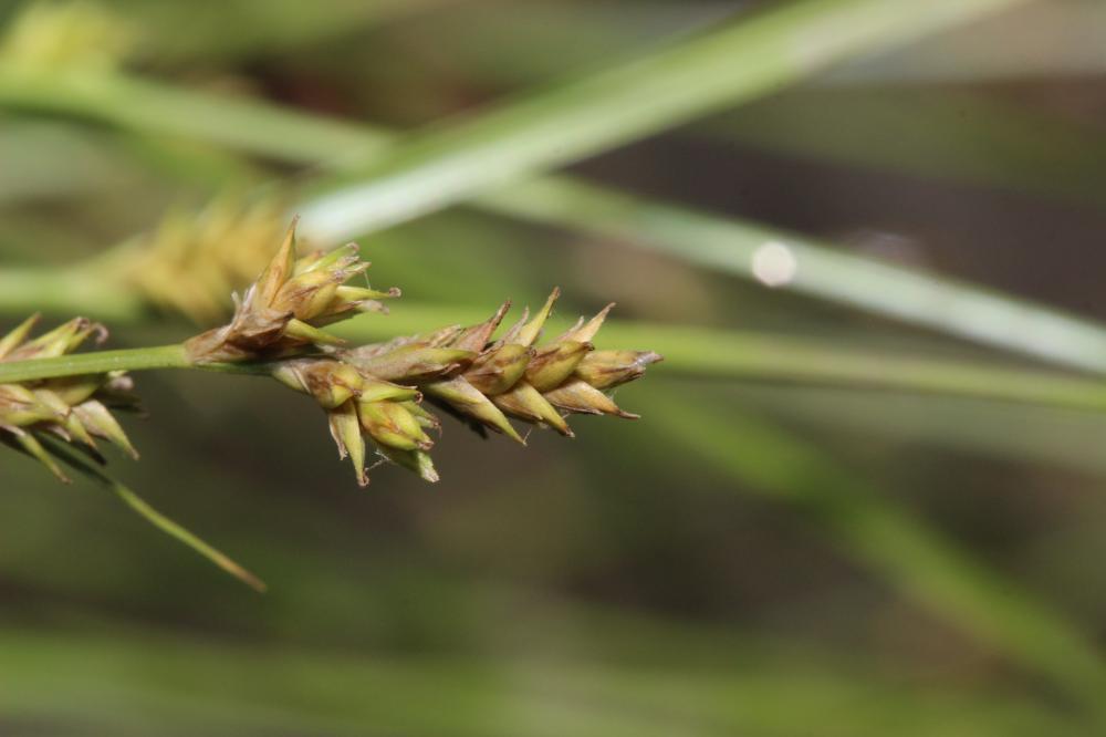 Laîche espacée Carex remota L., 1755