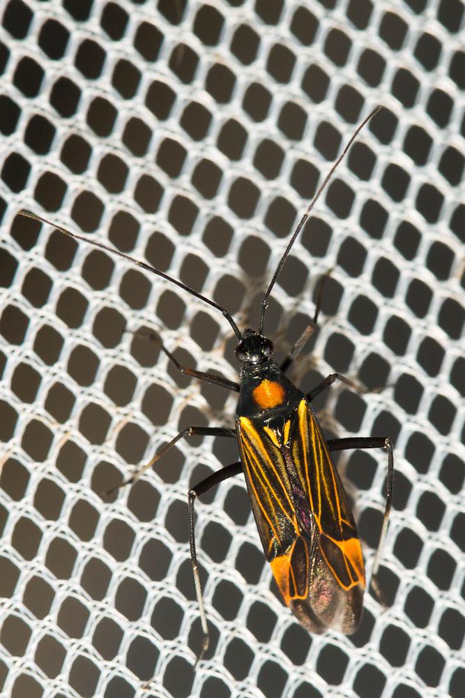 Miris striatus (Linnaeus, 1758)