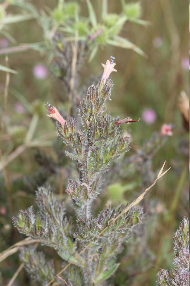 Vipérine des Pyrénées Echium asperrimum Lam., 1792