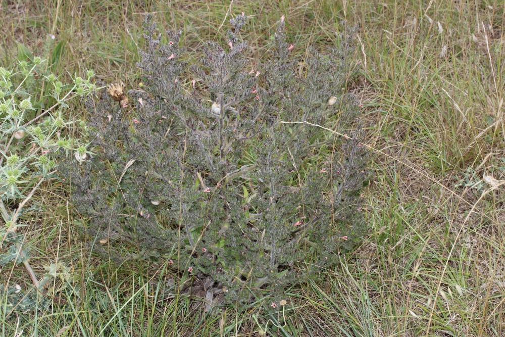 Vipérine des Pyrénées Echium asperrimum Lam., 1792