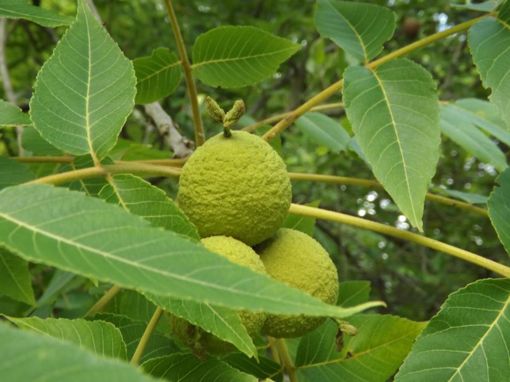 Noyer noir Juglans nigra L., 1753