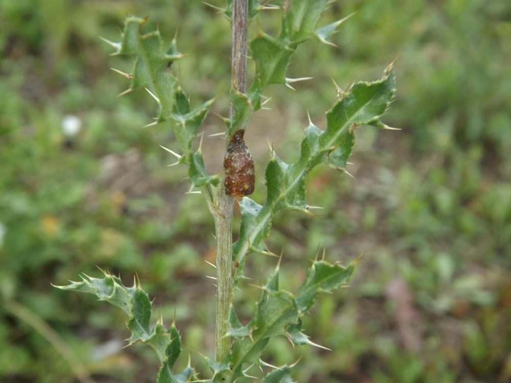  Anthidiellum Cockerell, 1904