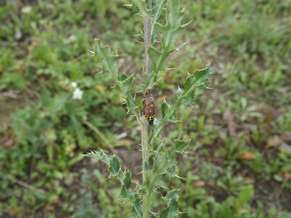  Anthidiellum Cockerell, 1904