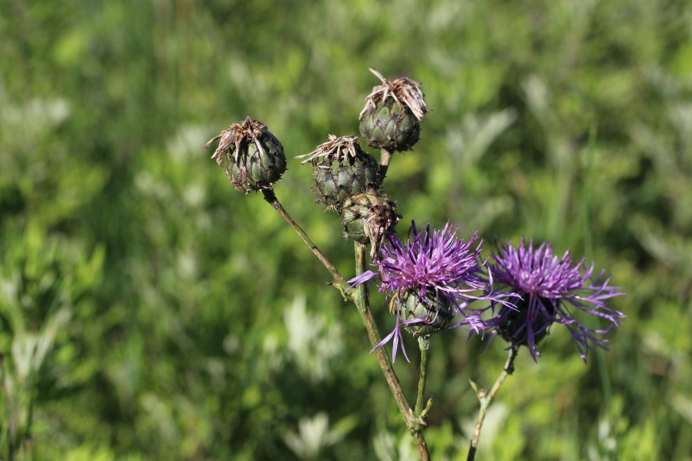 Centaurée scabieuse Centaurea scabiosa L., 1753