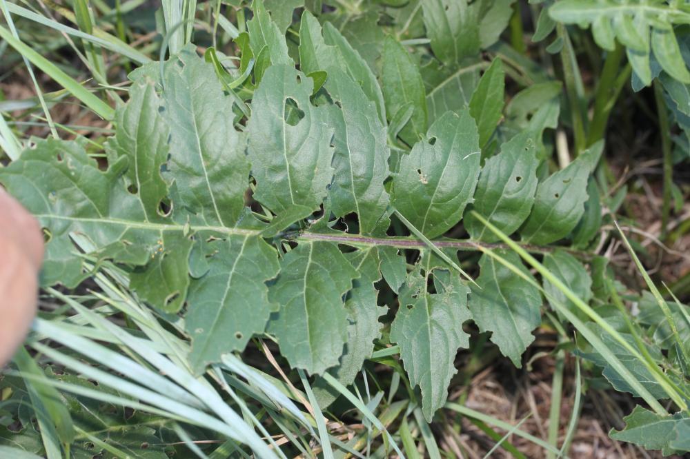 Centaurée scabieuse Centaurea scabiosa L., 1753