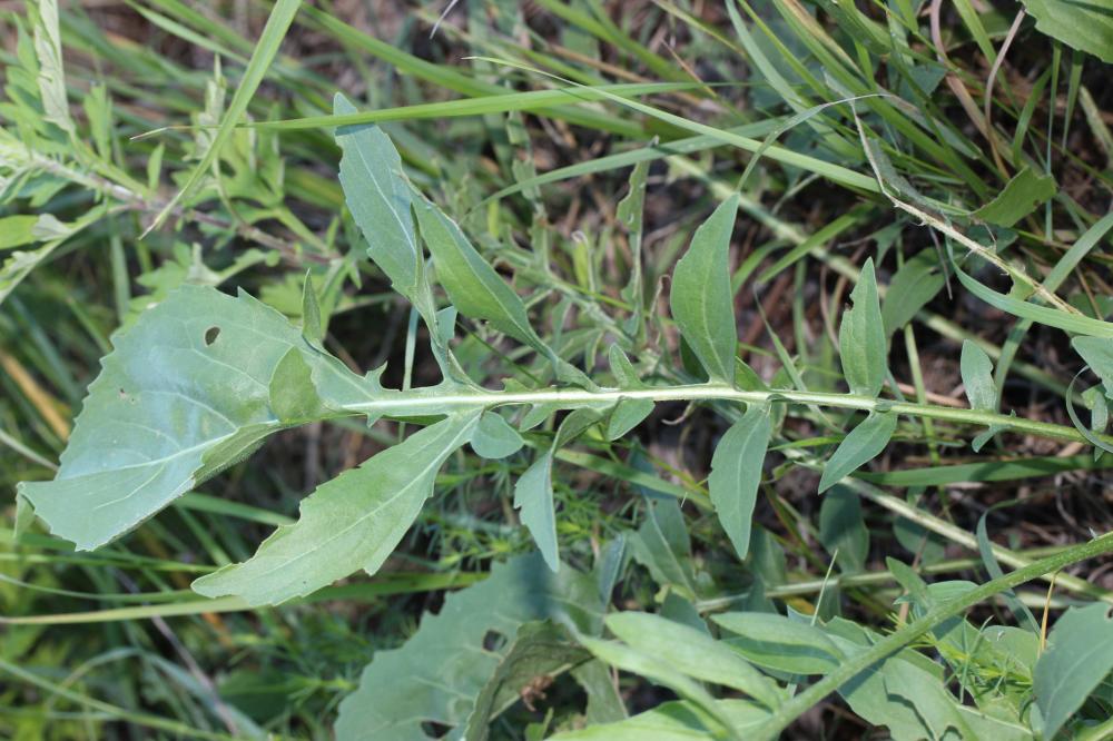 Centaurée scabieuse Centaurea scabiosa L., 1753