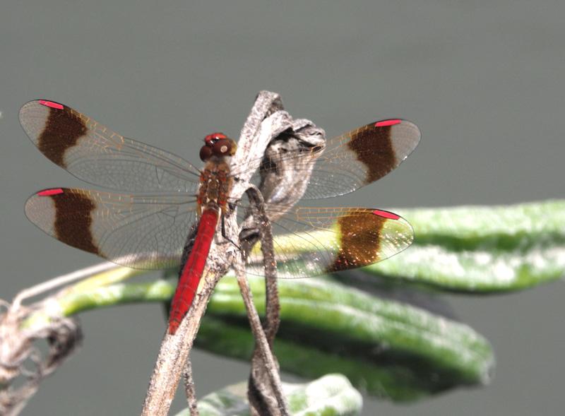 Sympétrum du Piémont (Le) Sympetrum pedemontanum (O.F. Müller in Allioni, 1766)