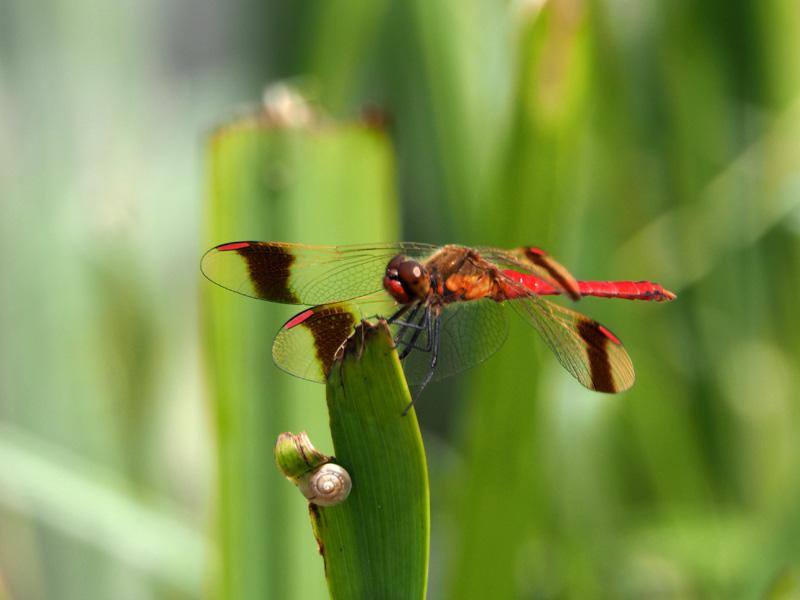 Sympétrum du Piémont (Le) Sympetrum pedemontanum (O.F. Müller in Allioni, 1766)