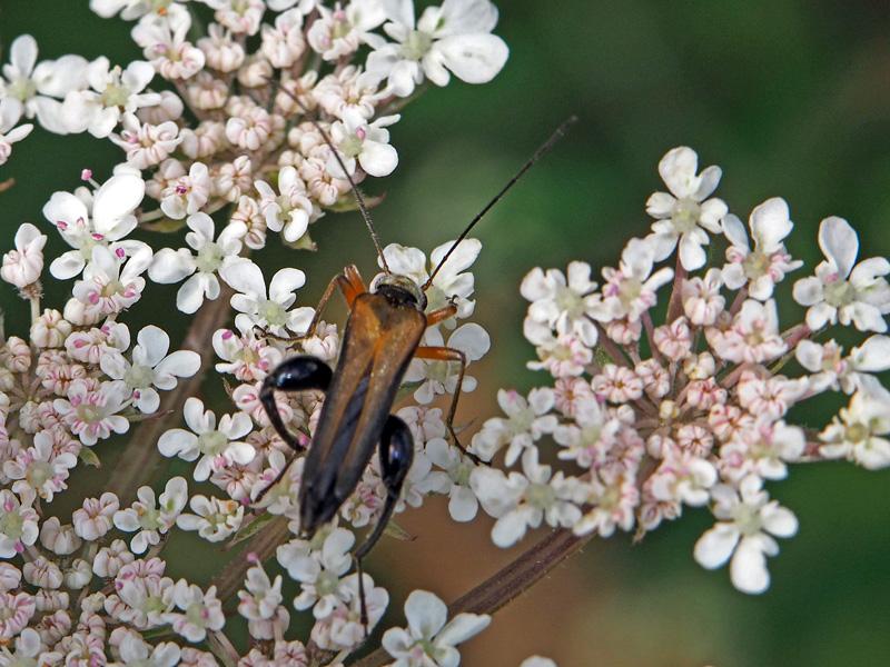Oedemère ochracée Oedemera podagrariae (Linnaeus, 1767)