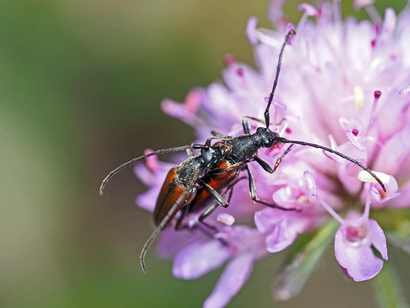 Stenurella melanura (Linnaeus, 1758)