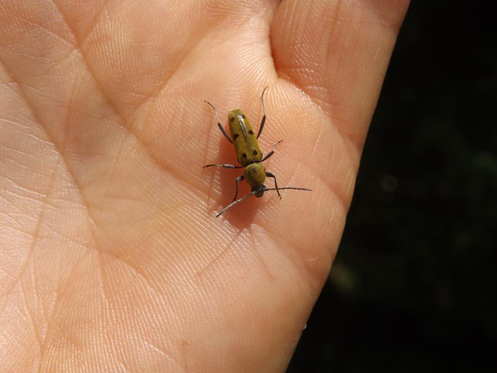 Clyte poilu Chlorophorus glabromaculatus (Goeze, 1777)