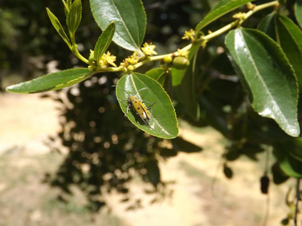 Clyte poilu Chlorophorus glabromaculatus (Goeze, 1777)