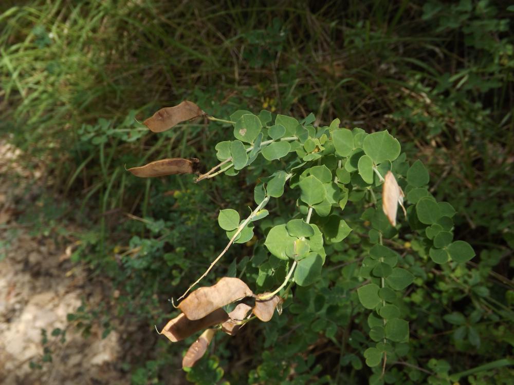 Cytise à feuilles sessiles, Cytisophylle à feuille Cytisophyllum sessilifolium (L.) O.Lang, 1843