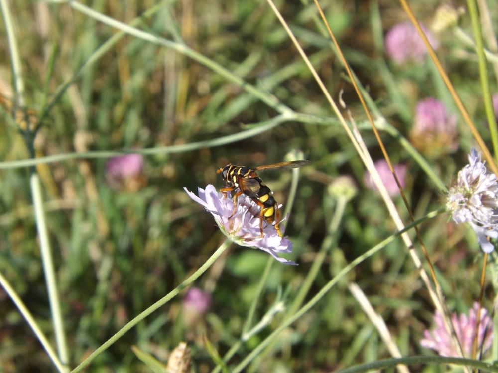 Milesia semiluctifera (Villers, 1798)