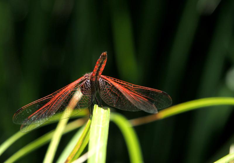 Trithémis annelé (Le) Trithemis annulata (Palisot de Beauvois, 1807)